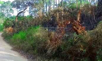 Imagem 2: MAIRIPORÃ - SÍTIO COM EUCALIPTOS 11 ALQUEIRES