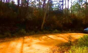 Imagem 5: MAIRIPORÃ - SÍTIO COM EUCALIPTOS 11 ALQUEIRES