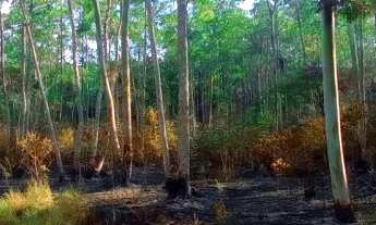 Imagem 6: MAIRIPORÃ - SÍTIO COM EUCALIPTOS 11 ALQUEIRES