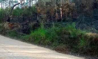 Imagem 7: MAIRIPORÃ - SÍTIO COM EUCALIPTOS 11 ALQUEIRES