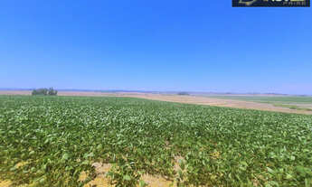 Imagem 7: Fazenda de Excelência no RS 2.100 hectares Cachoeira do Sul