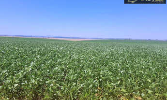 Imagem 5: Fazenda de Excelência no RS 2.100 hectares Cachoeira do Sul