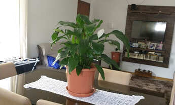 Imagem: Apartamento a Venda no bairro Três Vendas