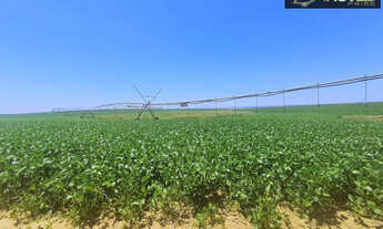 Imagem 3: Fazenda de Excelência no RS 2.100 hectares Cachoeira do Sul