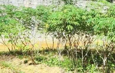 Imagem 3: Terreno à venda em Jaraguá do Sul, Rau