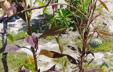 Imagem 5: Terreno, 504m², à venda em Bertioga, Morada da Praia