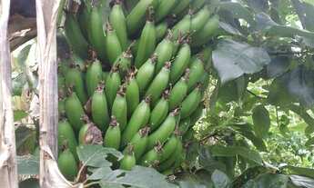 Imagem 3: VENDE-SE CHÁCARA EM FRANCISCO MORATO - SP