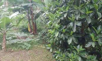 Imagem 4: VENDE-SE CHÁCARA EM FRANCISCO MORATO - SP