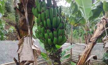 Imagem 5: VENDE-SE CHÁCARA EM FRANCISCO MORATO - SP