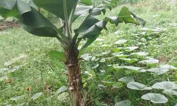 Imagem 6: VENDE-SE CHÁCARA EM FRANCISCO MORATO - SP