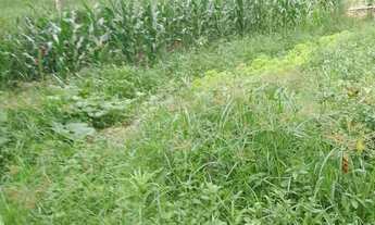 Imagem 7: VENDE-SE CHÁCARA EM FRANCISCO MORATO - SP