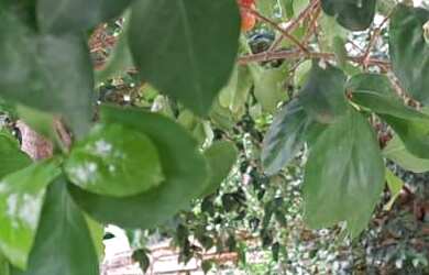 Imagem 2: Casa a venda em Atibaia, bairro do Loanda