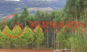 Imagem 5: CHÁCARA EM BENTO GONÇALVES