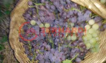 Imagem 3: Chácara Terreno Rural Caxias do Sul - RS - linha feijo