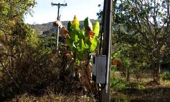 Imagem 6: Vende sitio rural em igaçaba