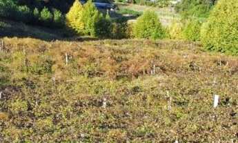 Imagem: Sítio / Chácara para Venda no bairro Nova