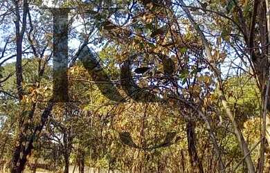 Imagem 2: Chácara para Venda em Ribeirão Preto / SP no bairro Recreio Internacional