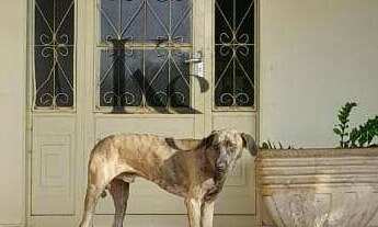 Imagem 6: Sítio à venda em Serra Azul, com 2 quartos, 20.000m²