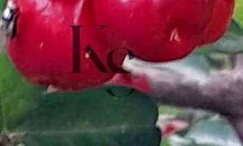 Imagem 7: Sítio à venda em Serra Azul, com 2 quartos, 20.000m²