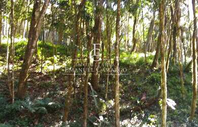 Imagem 4: Área à venda em Piraquara, Recreio da Serra, 6.993,62m²