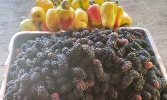 Imagem 5: Chácara à venda em Pirenópolis, Área Rural de Pirenópolis, com 3 quartos, 7Alqueires Goian