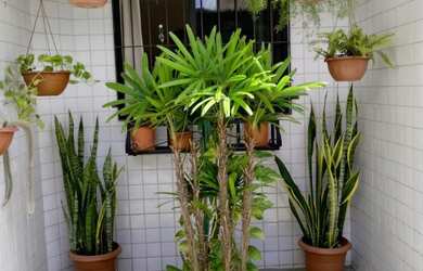 Imagem 2: Casa para Venda em Recife, Cordeiro, 3 dormitórios, 1 suíte, 2 banheiros, 1 vaga