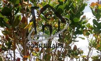 Imagem 7: Chácara para Venda em Juiz de Fora, Caeté, 2 dormitórios, 1 banheiro, 1 vaga