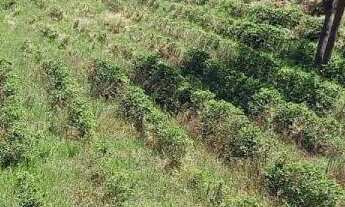 Imagem: Terreno no Bairro da Lagoa - Oportunidade