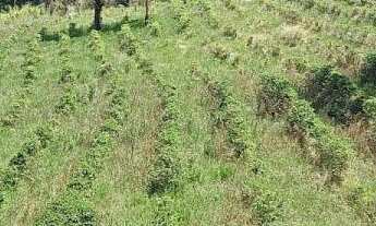 Imagem 3: Terreno no Bairro da Lagoa - Oportunidade Única!