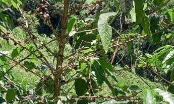 Imagem 7: Terreno no Bairro da Lagoa - Oportunidade Única!
