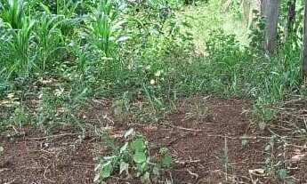 Imagem 3: Terreno em Socorro, no asfalto 1.000m2.Excelente