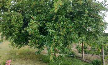 Imagem 2: Chácara Completa à Venda – Oportunidade Imperdível!