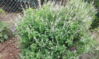 Imagem 6: Chácara Completa à Venda – Oportunidade Imperdível!