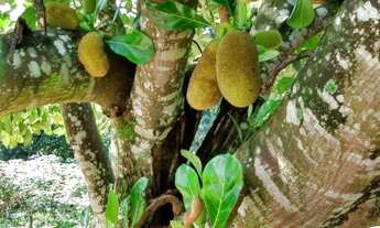 Imagem 7: ???? Linda Chácara à Venda no Bairro dos Camilos – Socorro/SP