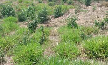 Imagem: Sítio excelente com escritura no Bairro