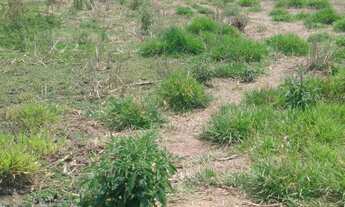 Imagem 2: ????Sítio excelente com escritura no Bairro Corrente em Munhoz