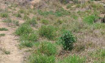 Imagem 3: ????Sítio excelente com escritura no Bairro Corrente em Munhoz