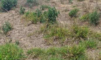 Imagem 4: ????Sítio excelente com escritura no Bairro Corrente em Munhoz