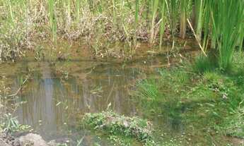 Imagem 5: ????Sítio excelente com escritura no Bairro Corrente em Munhoz