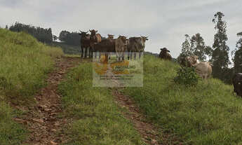 Imagem 6: Vende-se Área de Terra em Xavantina-SC, 452000m²