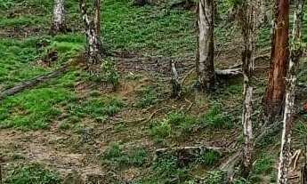 Imagem 3: Sitio de 10.000 m2 Lugar Tranquilo no Meio da Natureza com Alguns Animais lugar Alto e Pró