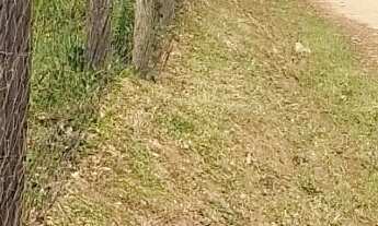 Imagem 5: Sitio de 10.000 m2 Lugar Tranquilo no Meio da Natureza com Alguns Animais lugar Alto e Pró