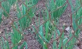 Imagem 6: Sitio de 10.000 m2 Lugar Tranquilo no Meio da Natureza com Alguns Animais lugar Alto e Pró