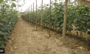 Imagem: Sítios - Venda - Sao Miguel Arcanjo - SP