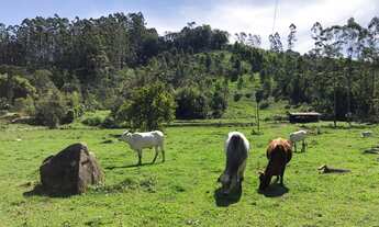 Imagem: Sítio - Venda - Rodeio - SC - Consultar