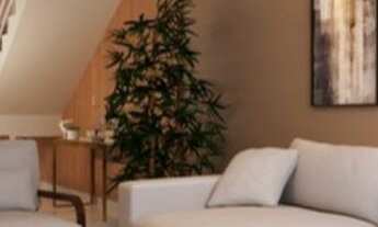 Imagem 4: Fernando de Noronha, casa na região do Araçagy