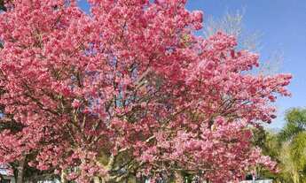 Imagem 4: Chácara à venda em Júlio de Castilhos, Val de Serra, com 2 quartos, 5,80ha
