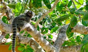 Imagem 7: Pousada à venda em Tatajuba, Camocim | 12 Chalés | Estrutura completa