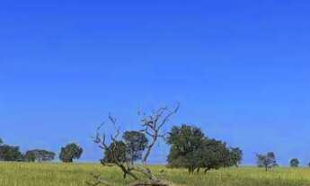 Imagem: FAZENDA A VENDA EM INOCENCIA MS