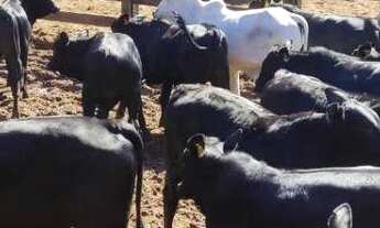 Imagem 2: FAZENDA A VENDA EM INOCENCIA MS